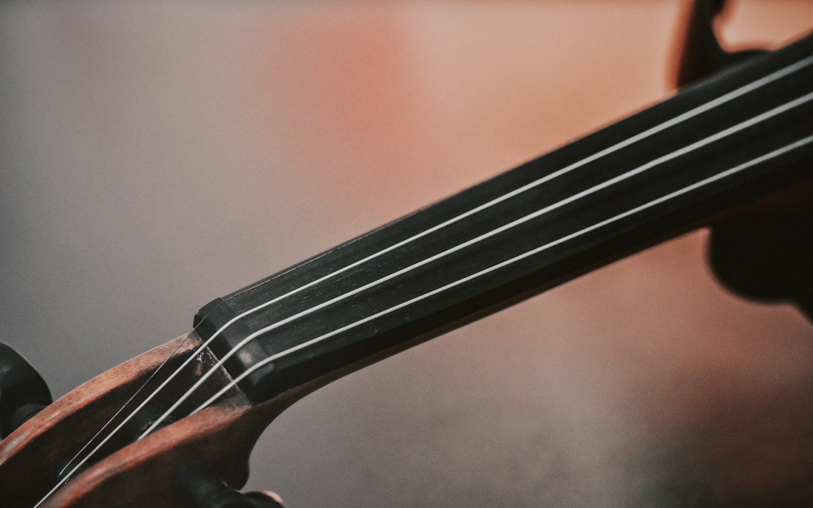 Close-up of a stringed instrument's fingerboard and strings near the tuning pegs